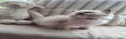 Ragdoll cats for sale: 🩵 Ragdoll Kittens 2 x Male AVAILABLE NOW🩵 - Advert 13