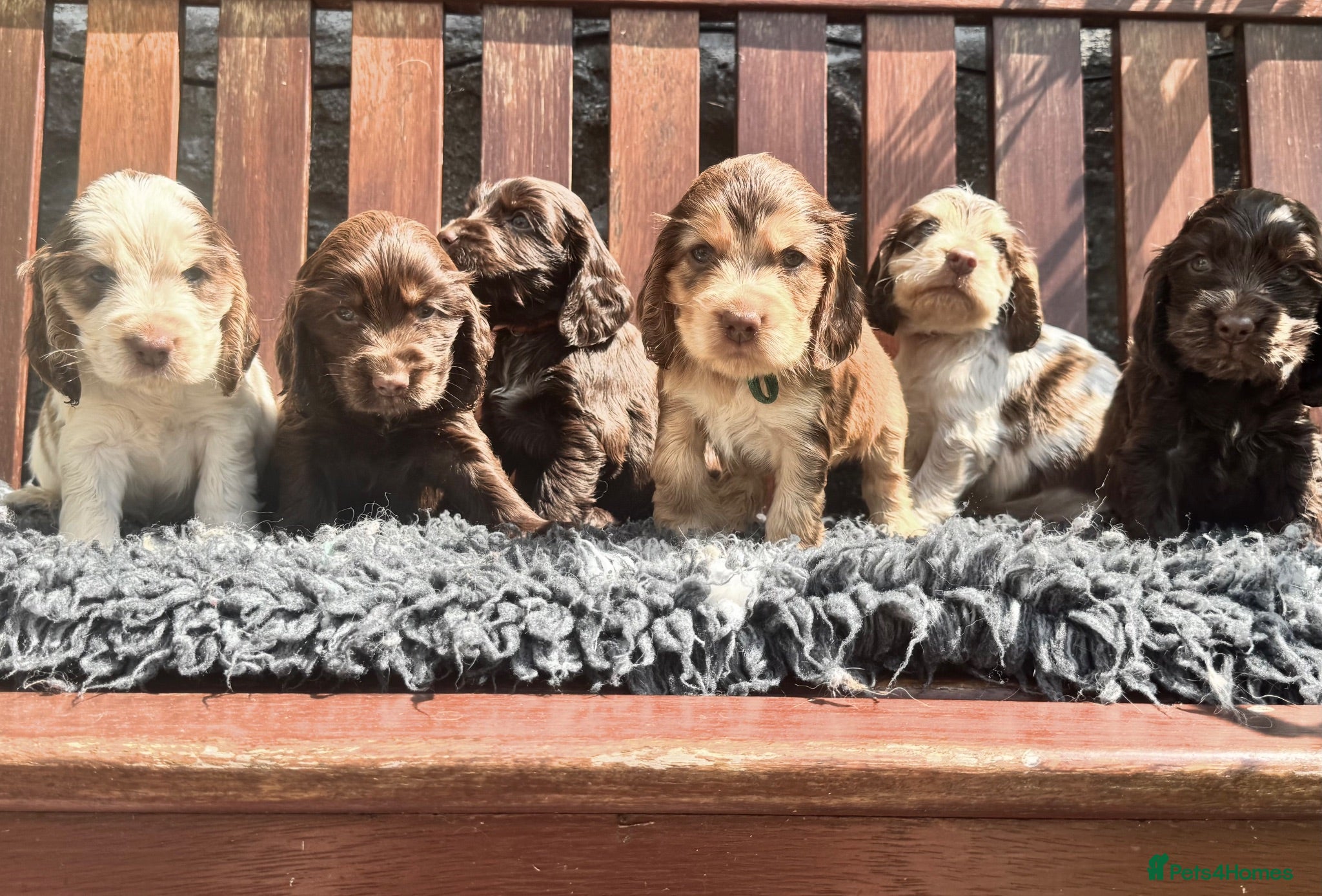 Cocker Spaniel dogs KC Show-type Chocolate & Choc Sable puppies - Advert 2