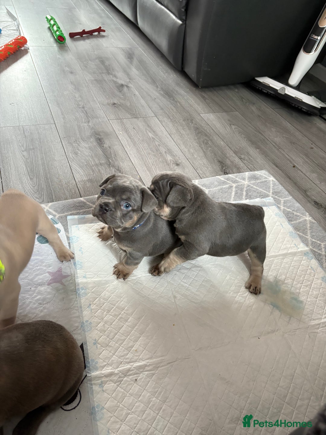 French Bulldog dogs for sale: Frenchie puppy  - Image 17