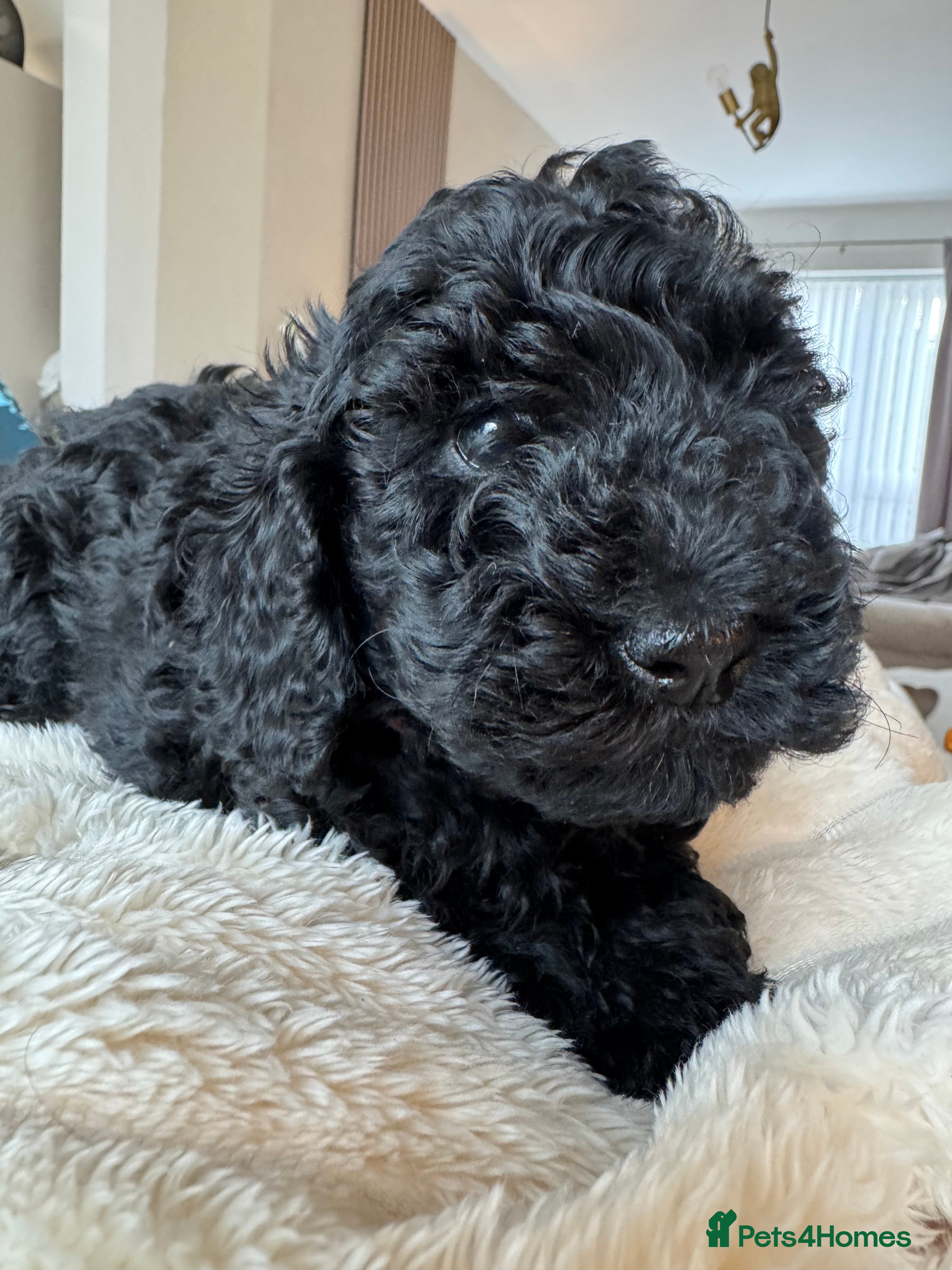 Shihpoo dogs Shihpoo puppies, Ready to leave  - Advert 4