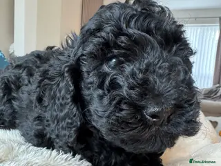 Shihpoo dogs Shihpoo puppies, Ready to leave - Advert 9