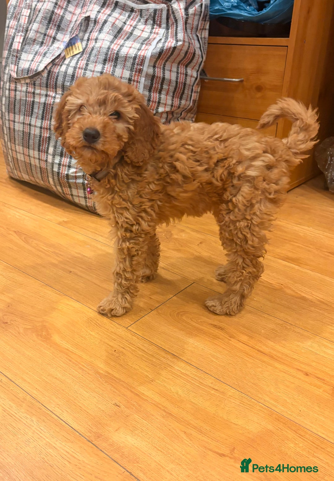 Cockapoo dogs for sale: Curly red cockapoo Peanut  - Advert 4