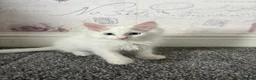 Maine Coon cats for sale: Mainecoon Kittens  - Advert 7