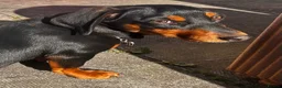 Dachshund dogs for sale: Dachsund bitch 10 Months old in Bath - Advert 3