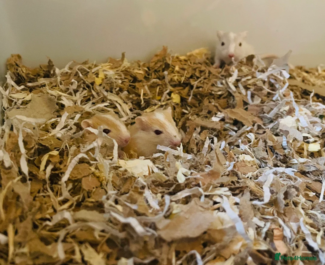 Gerbil rodents for sale: Baby Gerbils - Advert 6