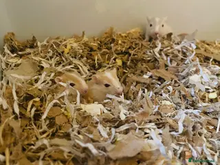 Gerbil rodents Baby Gerbils - Advert 13