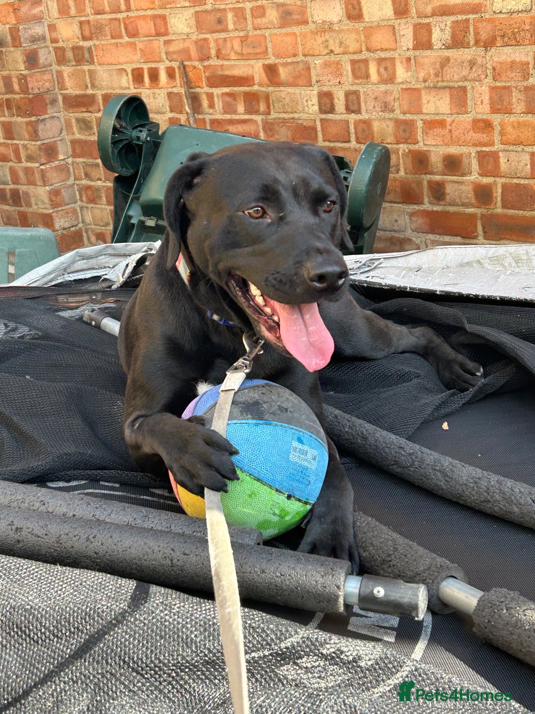 Mixed Breed dogs for sale: Pluto - Image 1