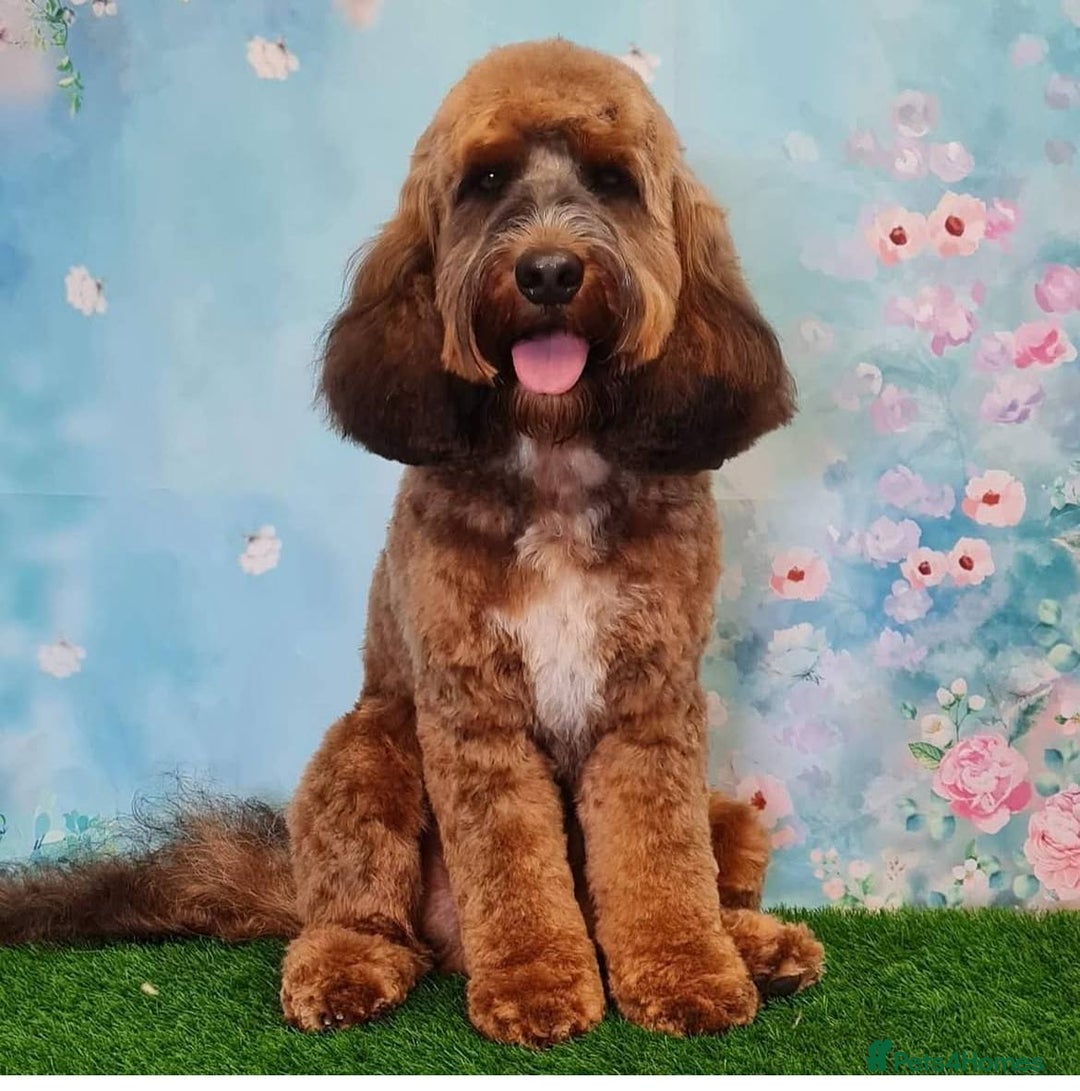 Cockapoo dogs for sale: 4 Beautiful female cockerpoos  - Image 15