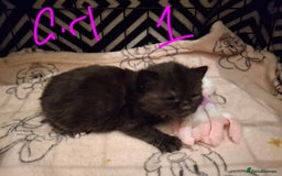 Mixed Breed cats for sale: Mix breed - Image 4