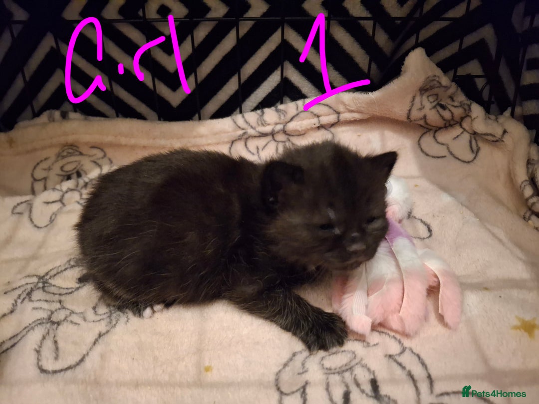 Mixed Breed cats for sale: Mix breed - Image 4