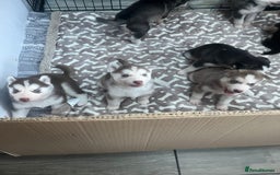 Siberian Husky dogs for sale: Siberian Husky puppies  - Advert 17