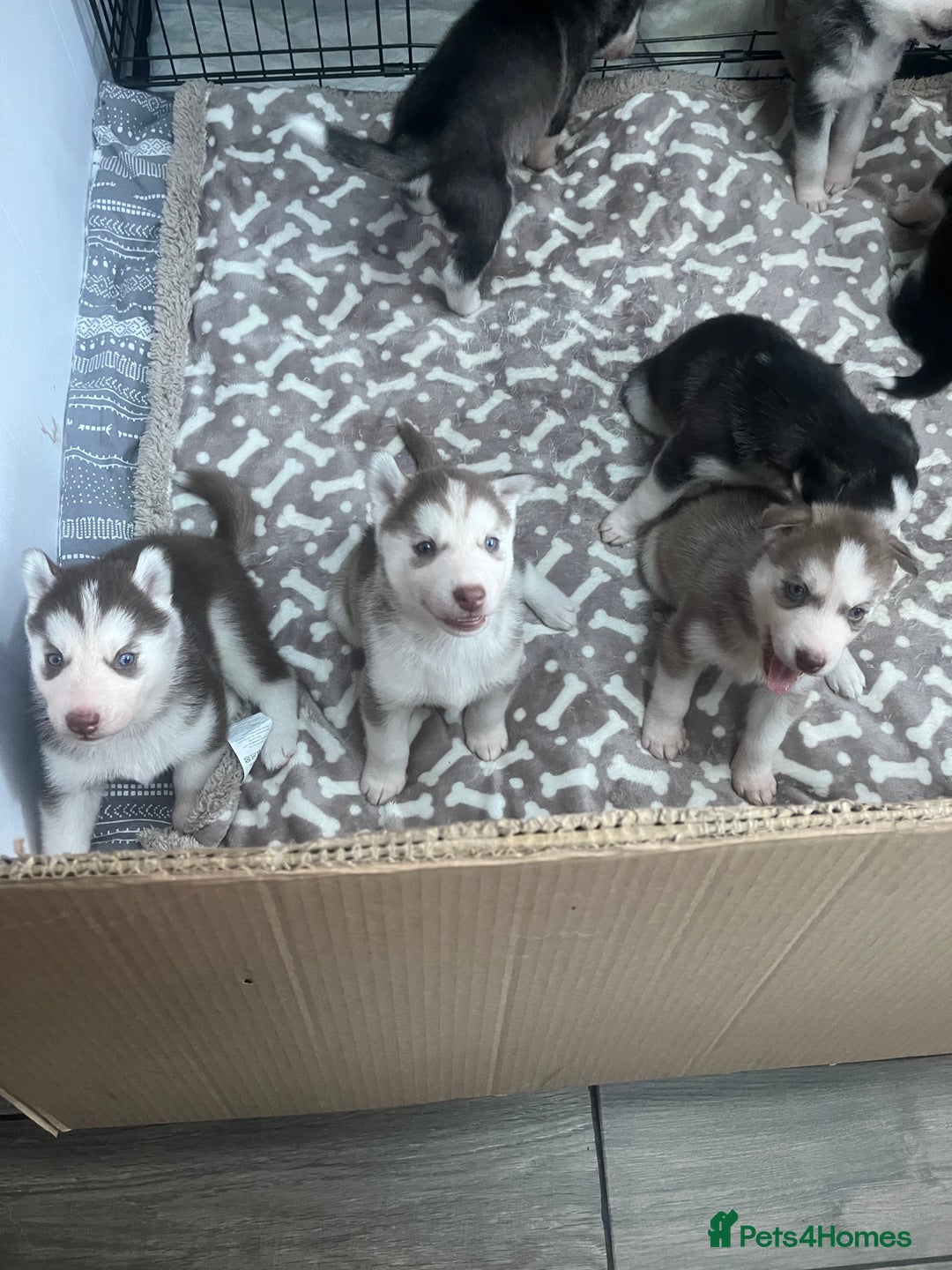 Siberian Husky dogs for sale: Siberian Husky puppies  - Advert 17