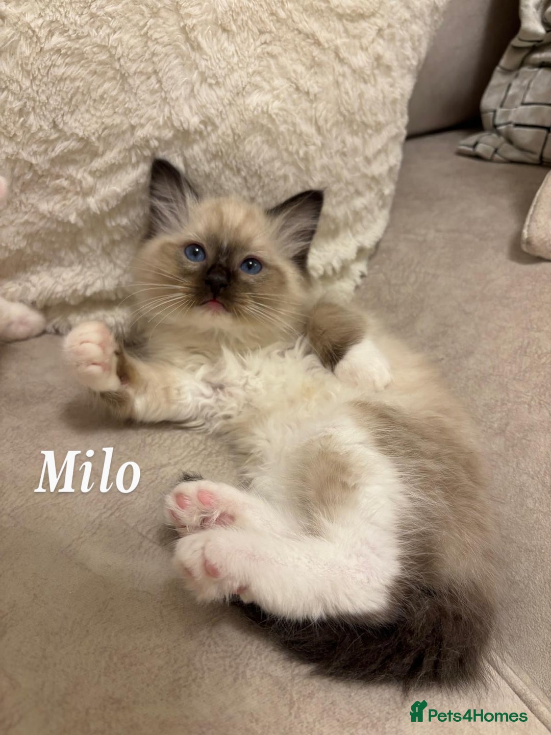 Ragdoll cats for sale: Ragdoll kittens - Advert 4