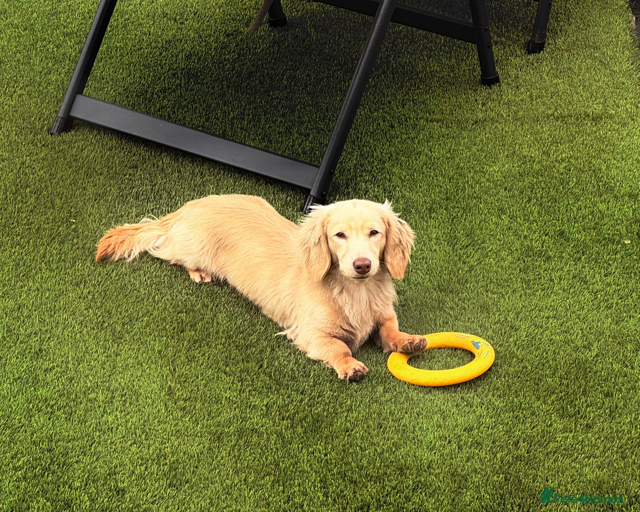 Miniature Dachshund dogs LONG HAIRED SHADED CREAM MINI KC REG PRA CLEAR - Advert 2