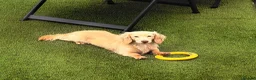 Miniature Dachshund dogs for sale: READY NOW LH SHADED CREAM MINI KC REG PRA CLEAR - Advert 12