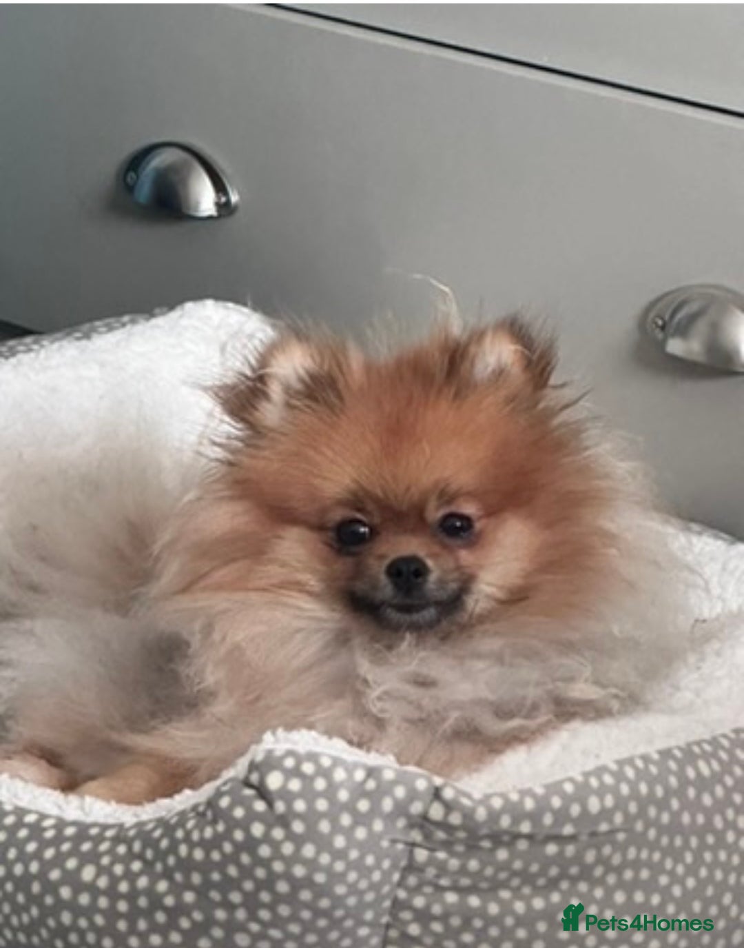 Pomeranian dogs for sale: Sweet little Lila  - Advert 2