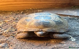 Tortoise reptiles for sale: Adult Horsefield tortoise - Image 1
