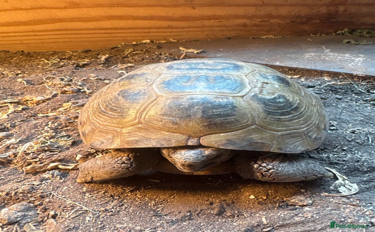 Tortoise reptiles - Advert 3