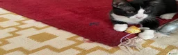 Domestic Shorthair cats for sale: Gorgeous Kittens Ready for their Forever Homes - Advert 10
