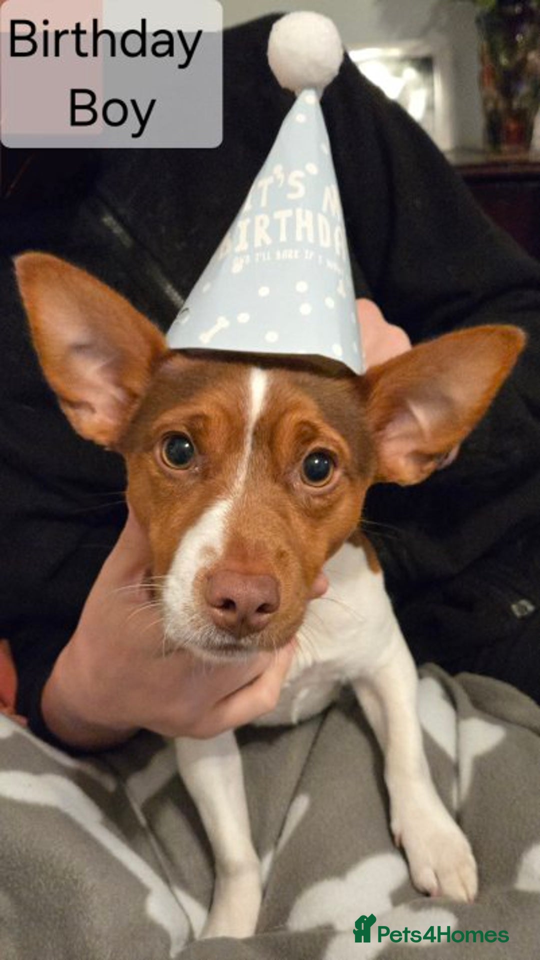 Jack Russell dogs for stud: Jack Russell for stud - Advert 3