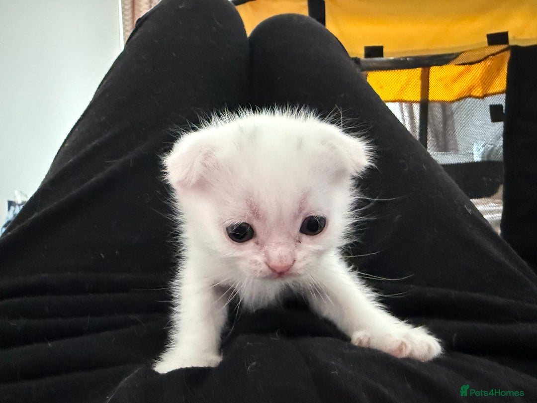 Scottish Fold cats for sale: 3 purring lovebugs - Image 5