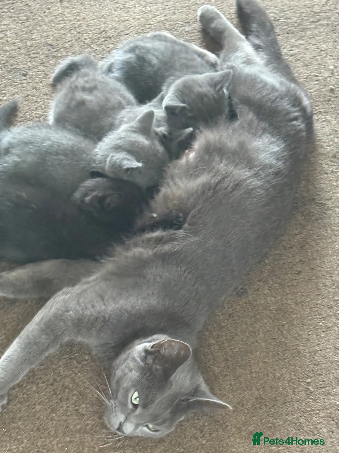 Mixed Breed cats for sale: 4 kittens ready to leave 21/09/2026 in Southall - Advert 1