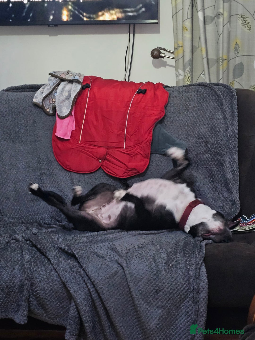 Staffordshire Bull Terrier dogs for sale: Loving & Protective Dog Looking for a Forever Home - Image 4