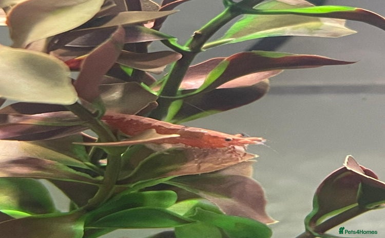 Shrimps fish - Advert 2