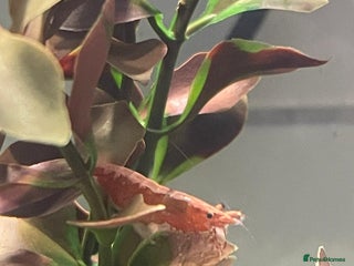 Shrimps fish - Advert 2