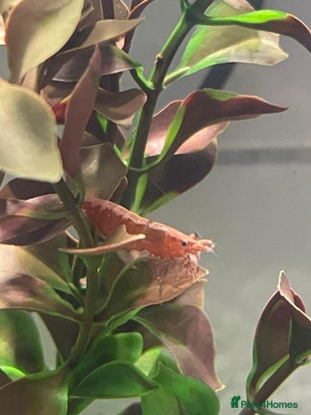 Shrimps fish - Advert 2