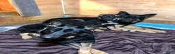German Shepherd dogs for sale: Mrs Jas Padda  - Advert 18