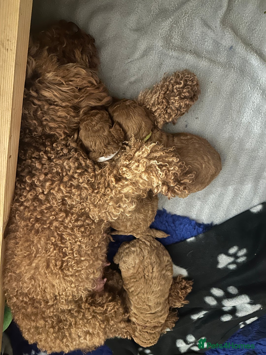 Miniature Poodle dogs for sale: Adorable Miniature Red Poodle Puppies - Image 12