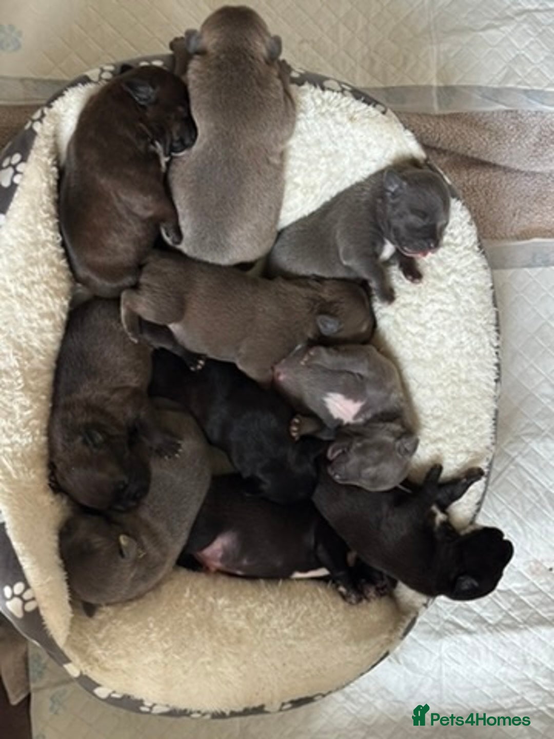 Staffordshire Bull Terrier dogs for sale: Beautiful Staffordshire Bull Terrier Puppies - Image 3