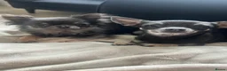 Chihuahua dogs for sale: Beautiful Chihuahua female  - Advert 4