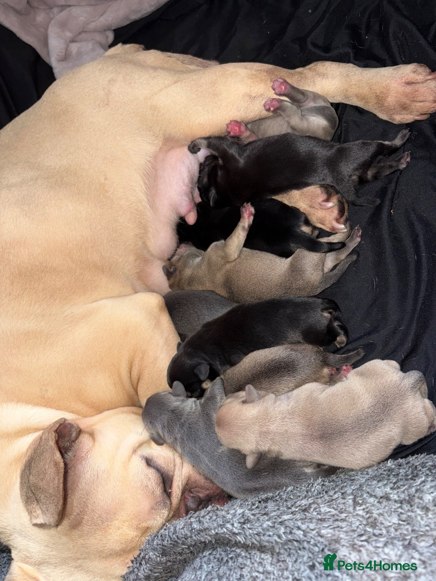 Frug dogs Stunning litter of 8 little FRUG boys  - Advert 2