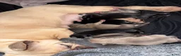 Frug dogs for sale: Stunning litter of 8 little FRUG boys  - Advert 1