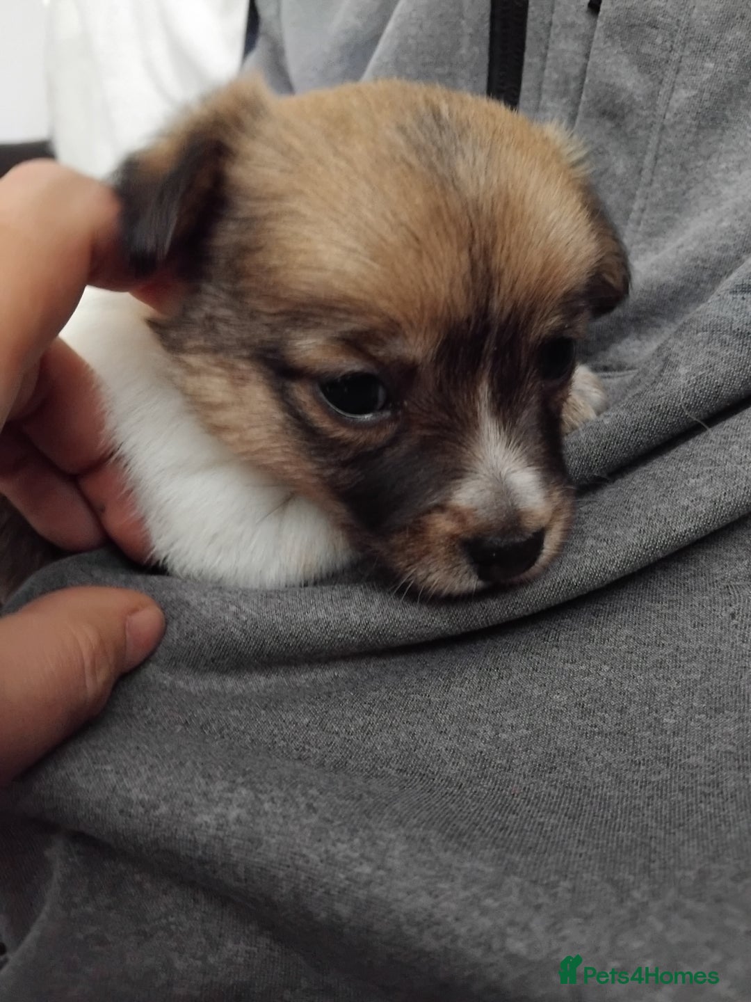 Mixed Breed dogs for sale: Lovely little jackapom puppies  - Image 14