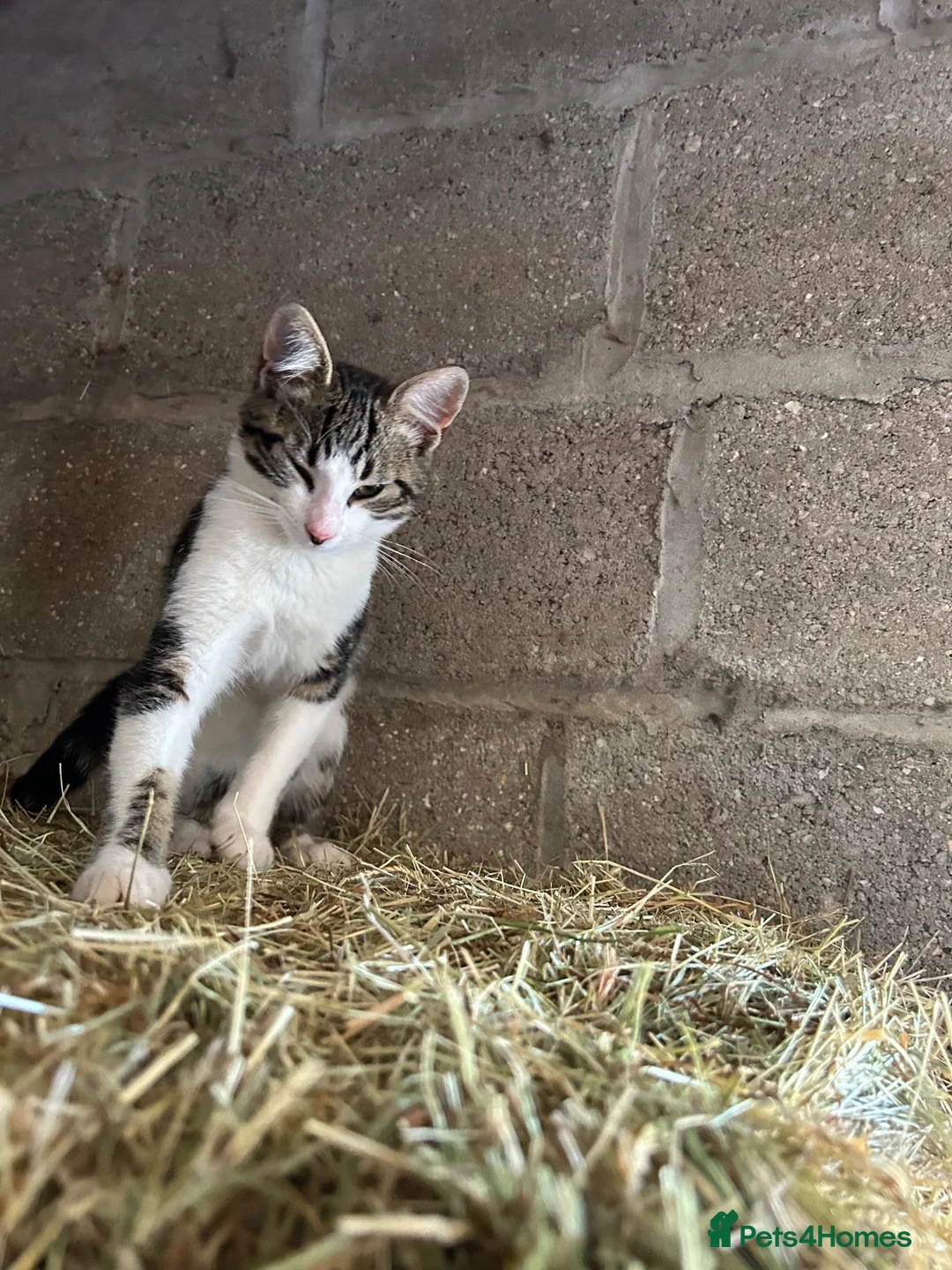 Mixed Breed cats for sale: 4 Kittens for sale  - Advert 2