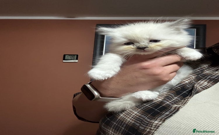 Ragdoll cats 4 gorgeous pedigree ragdolls - Advert 3