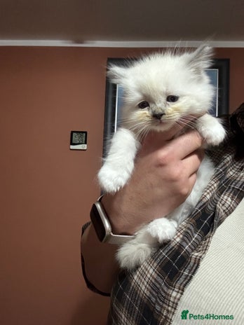 Ragdoll cats 4 gorgeous pedigree ragdolls - Advert 2