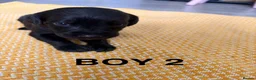 Springador dogs for sale: 1st generation Springador puppies - Advert 4