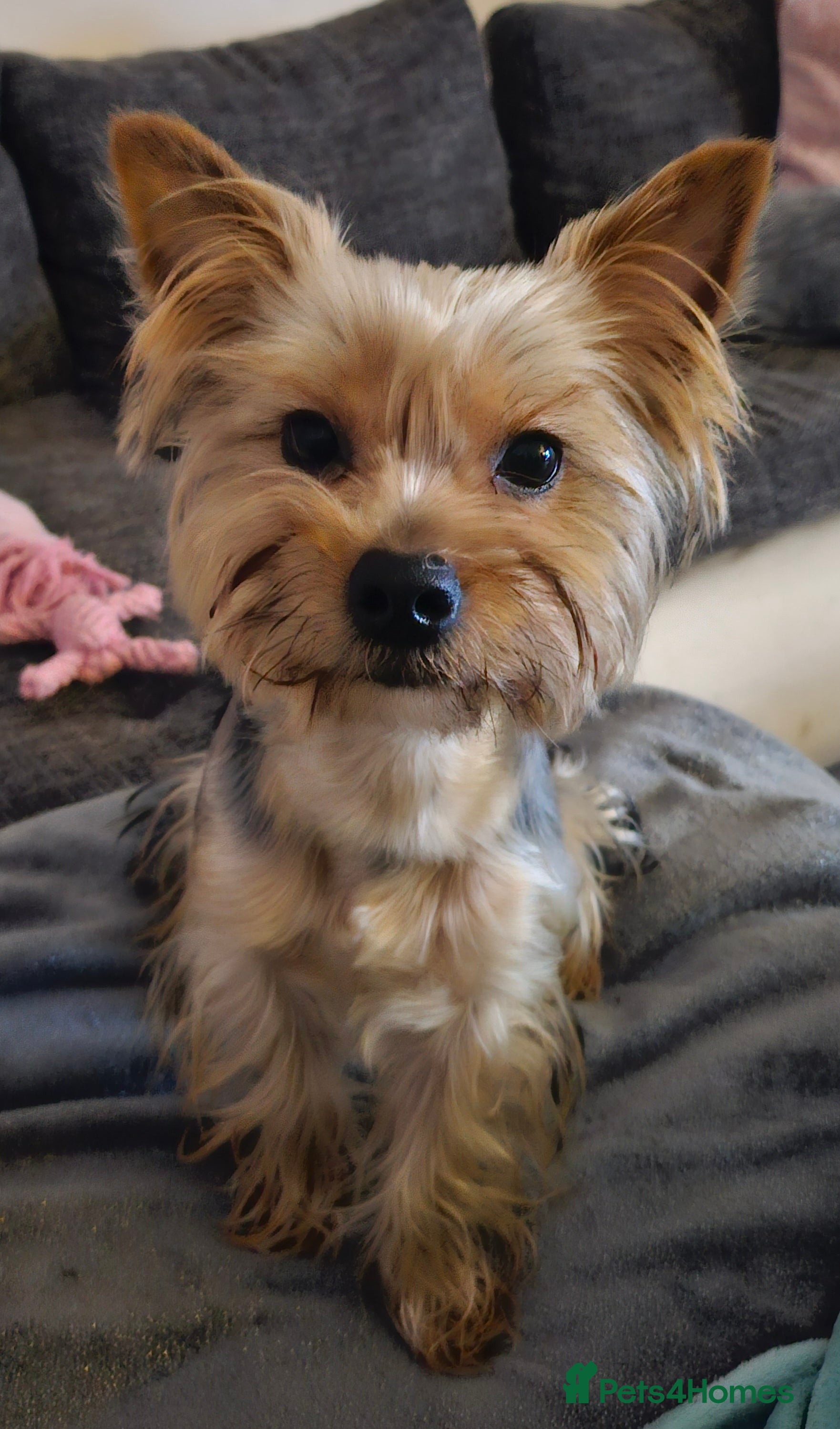 Yorkshire Terrier dogs Armani in Loughborough - Advert 5
