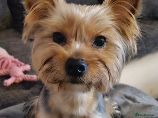 Yorkshire Terrier dogs in Loughborough - Advert 18