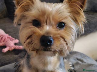 Yorkshire Terrier dogs Armani in Loughborough - Advert 15