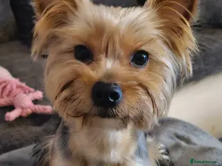 Yorkshire Terrier dogs Armani in Loughborough - Advert 19