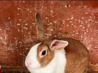 Dutch rabbits Dutch doe for sale - Advert 1