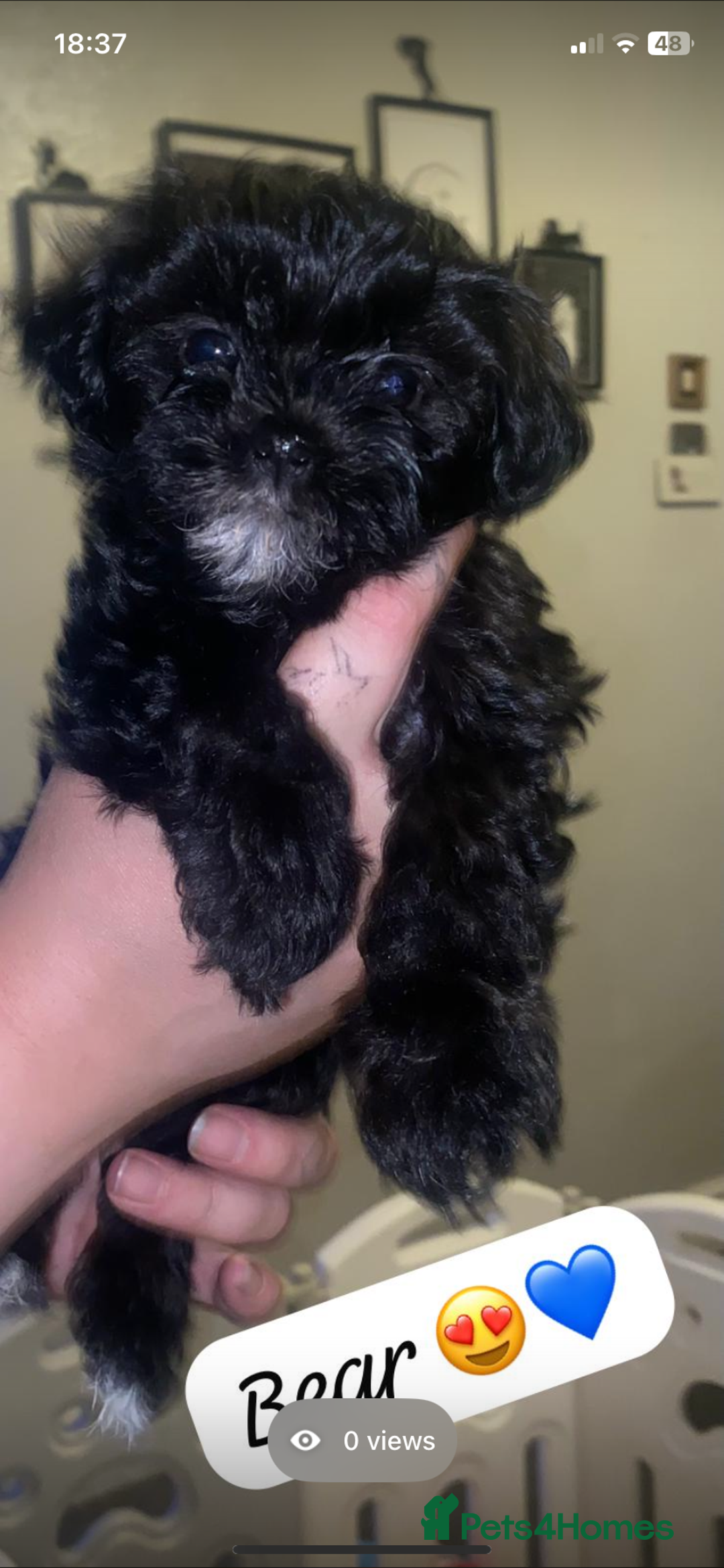 Maltipoo dogs for sale: F1 dollface Korean/Asian maltipoo fur babys  😍💙 - Advert 13
