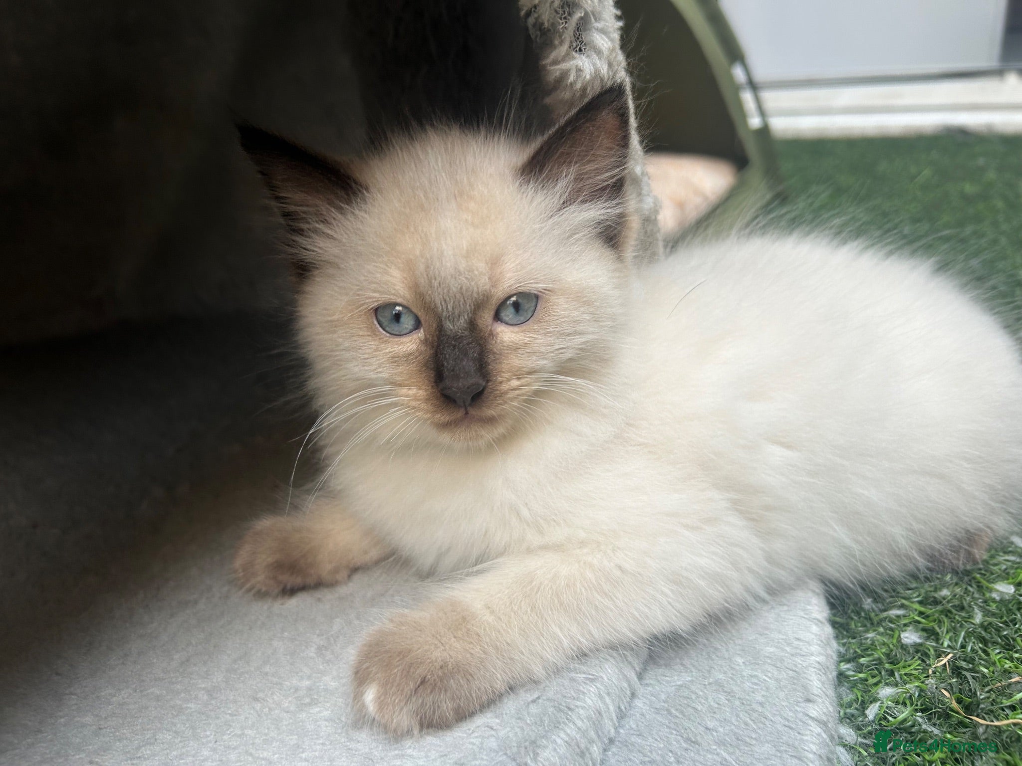 Ragdoll cats 🐾 Pure Ragdoll Kittens 🐾 - Advert 2