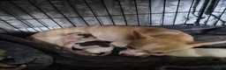Chihuahua dogs for sale: 3 beautiful chihuahua puppy's  - Advert 6