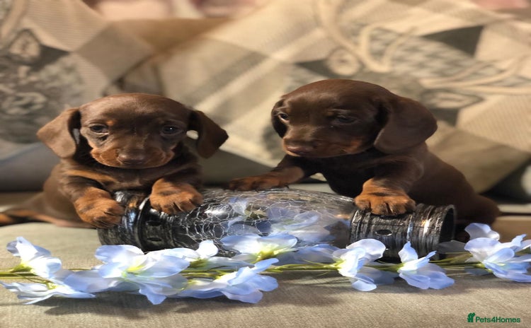 Miniature Dachshund dogs - Advert 7